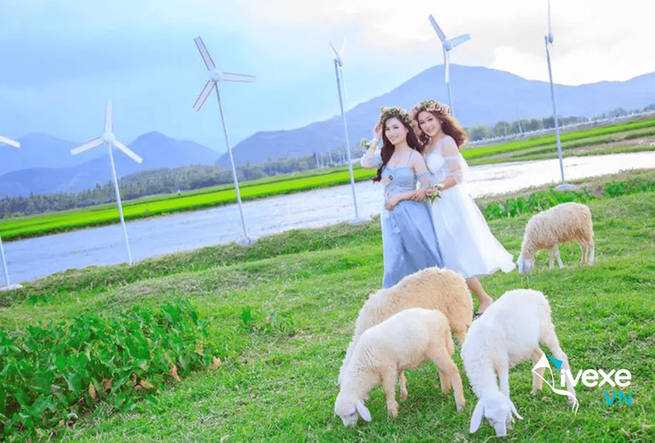 Đồng cừu Suối Tiên gần bến xe Cam Ranh - Điểm thu hút khách hiện nay